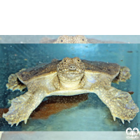 گونه لاکپشت فراتی Mesopotamian Softshell Turtle